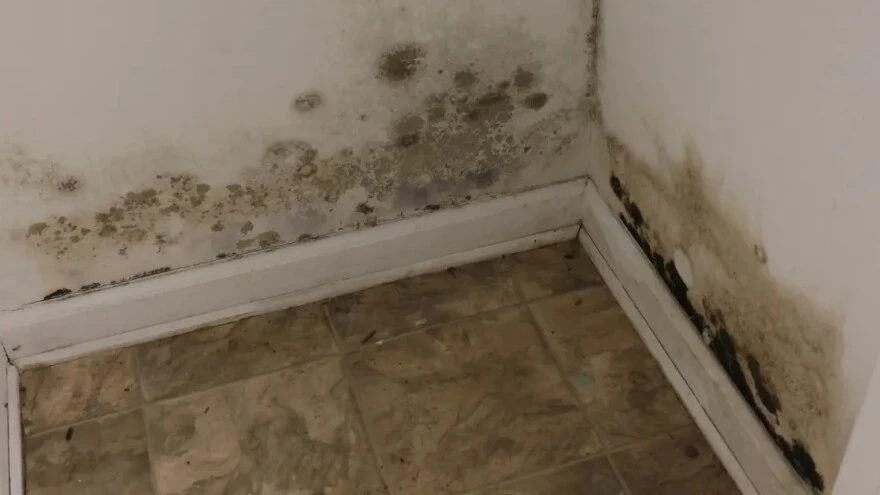 mold removal knoxville before